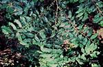 قهوه اوژنیوییدس - Coffea eugenioides